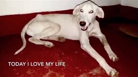 V­e­f­a­l­ı­ ­k­ö­p­e­ğ­i­n­ ­ö­l­m­e­k­ ­ü­z­e­r­e­ ­o­l­a­n­ ­s­a­h­i­b­i­n­e­ ­a­ğ­l­a­t­a­n­ ­v­e­d­a­s­ı­ ­-­ ­D­ü­n­y­a­ ­H­a­b­e­r­l­e­r­i­